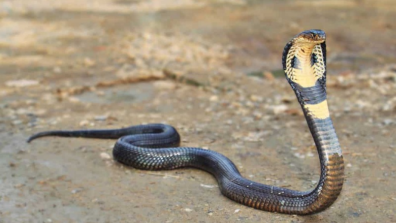 Khi mơ thấy rắn, rất nhiều người thường sợ hãi